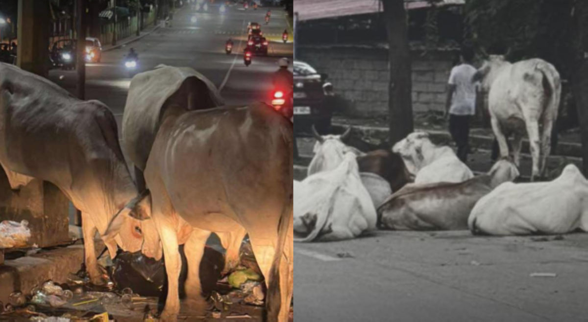 'COW-wawa!' Mga bakang nagkakalkal umano ng basura sa kalsada sa Caloocan, kinondena ng AKF