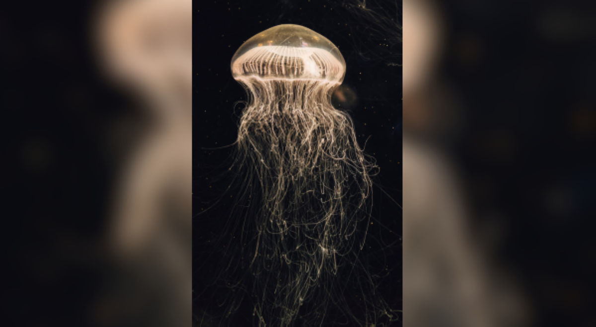 ALAMIN: Imortal nga ba ang mga jellyfish?