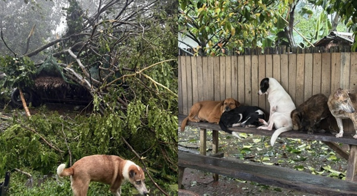 'We really just don't even know where to begin!' Animal shelter, nagpapatulong