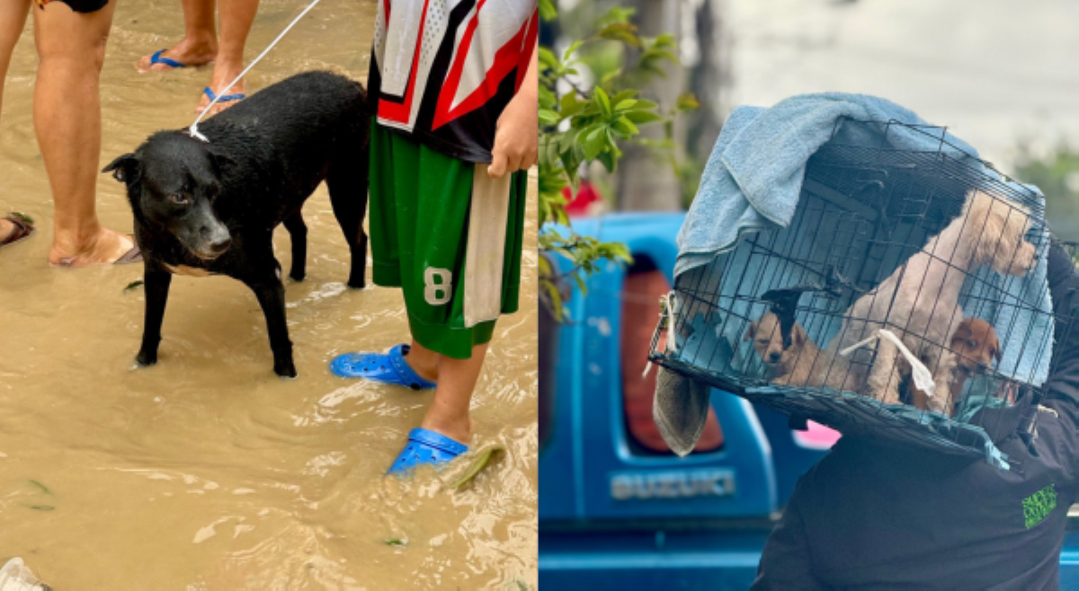 #BalitaExclusives: Cebuano fur parents, tiniyak na kasama fur babies sa paglikas