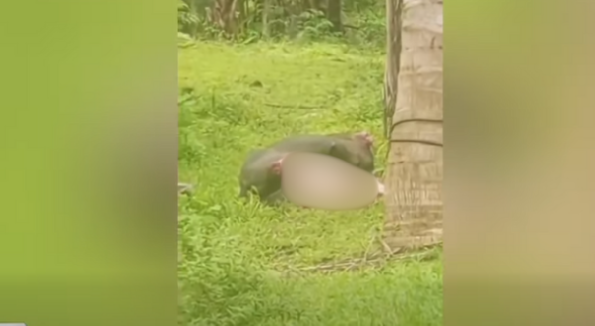 Kalabaw pinugutan ng ulo, tinangayan pa ng laman-loob at maseselang bahagi ng katawan!