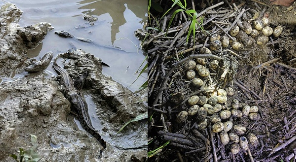 Pugad ng mga buwaya natuklasan sa ilog sa Palawan, umani ng reaksiyon