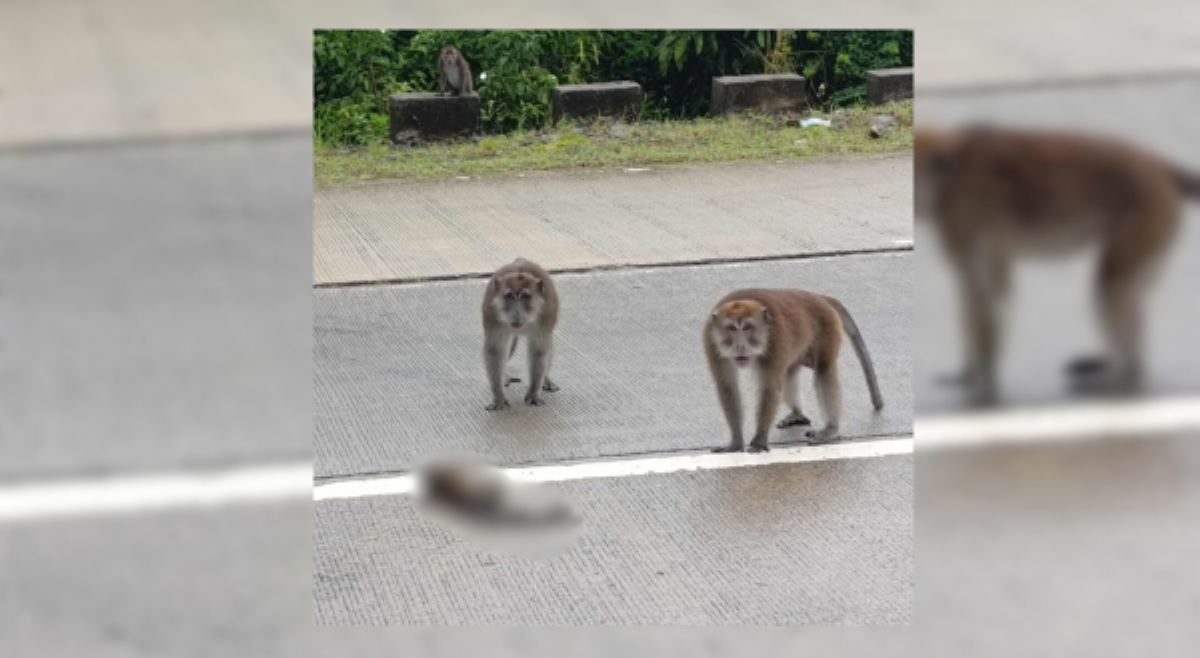 #BalitaExclusives: Residente sa Palawan, umapelang 'wag pakainin mga gumagalang unggoy sa kalsada, bakit?