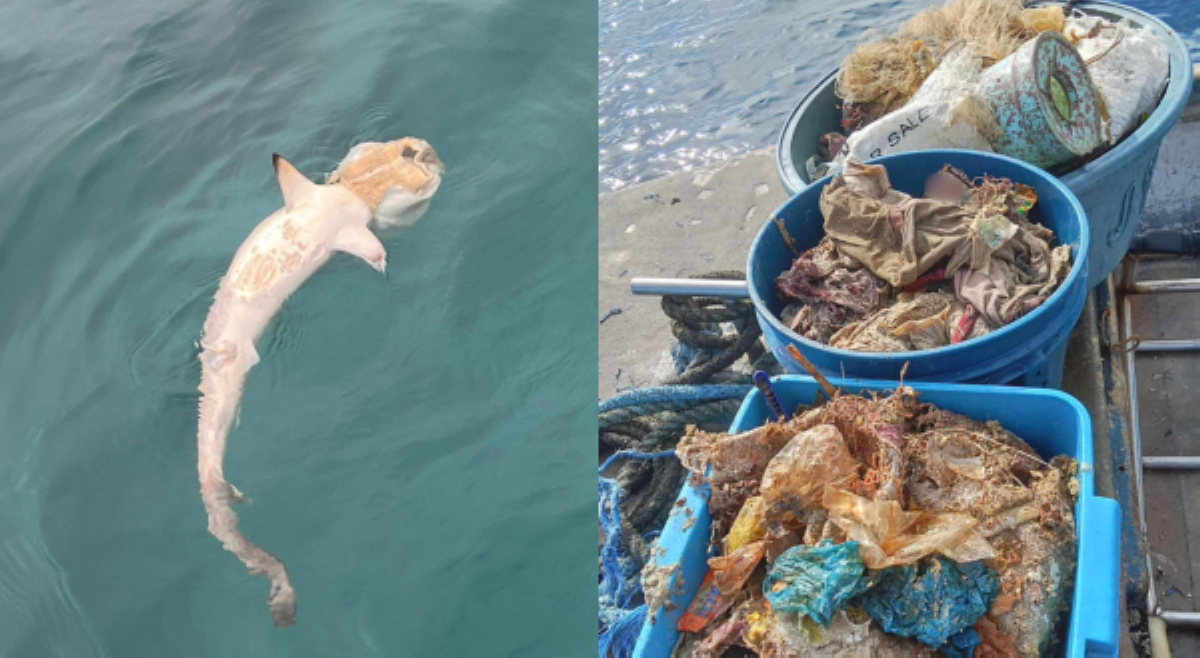 #BalitaExclusives: Bangkay ng pating na may  diaper sa ulo, natagpuan sa Zamboanga; dive group, may apela