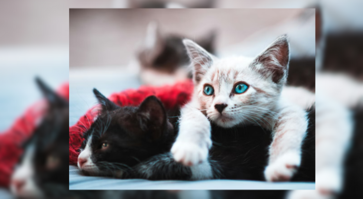 ALAMIN: &lsquo;Fun facts&rsquo; tungkol kay Muning na dapat malaman ng cat lovers