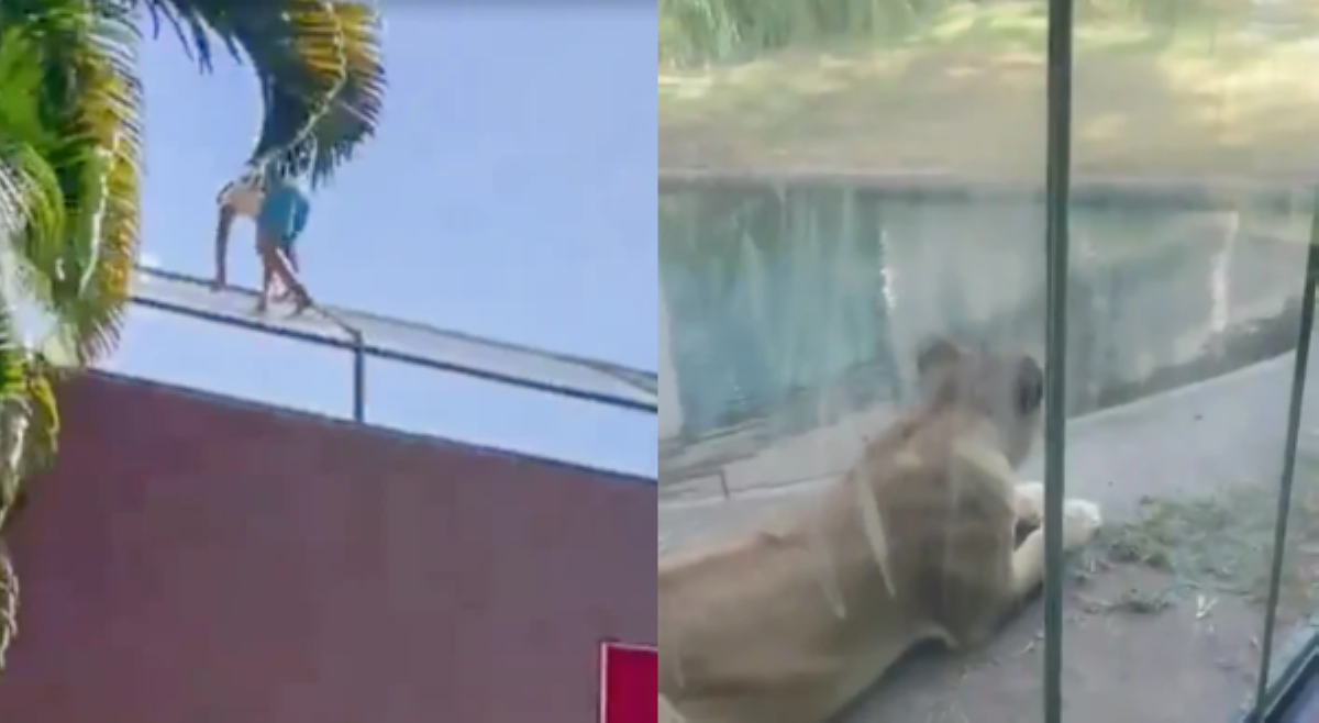 Lalaking pumasok sa kulungan ng leon, patay matapos lapain