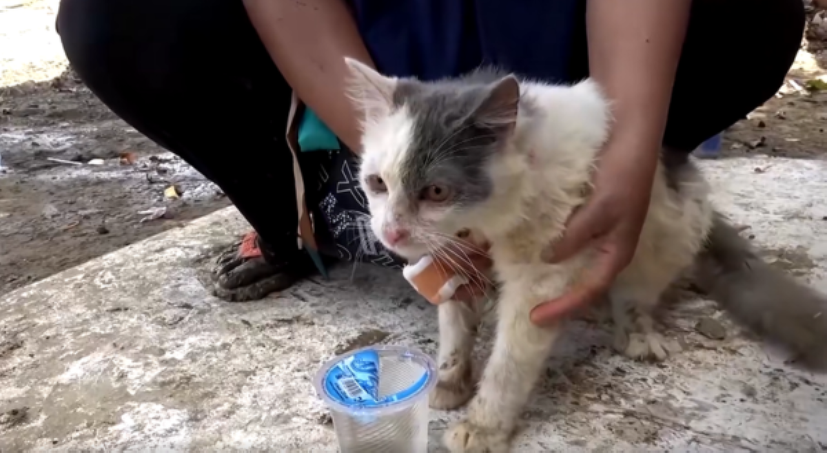 Pusang na-trap ng isang linggo sa gumuhong building, natagpuan pang buhay!