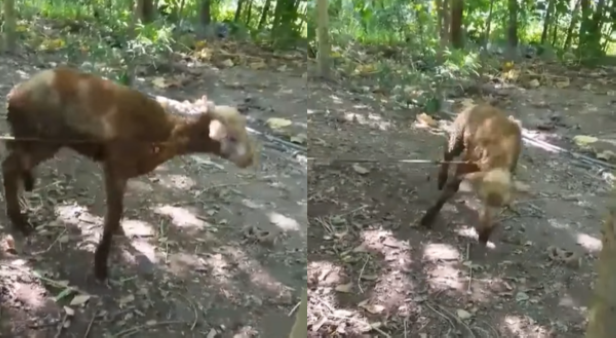 Tupa sa GenSan nagpositibo sa rabies ng aso!