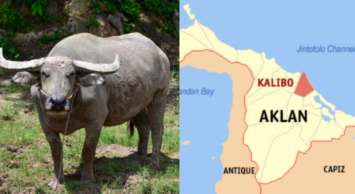 Kalabaw sa Aklan, natagpuang nakabigti sa puno
