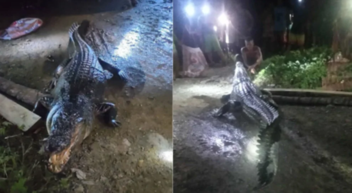 Mali paghuli? Ilang residenteng humuli ng buwaya sa Palawan, pinag-aaralang kasuhan