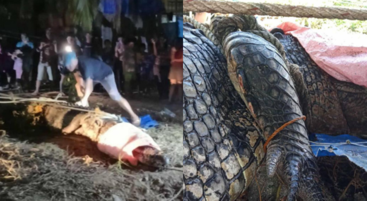 Masusing pag-aaral sa mga buwaya, isa sa mga tugon para sa seguridad, kaligtasan ng mga komunidad