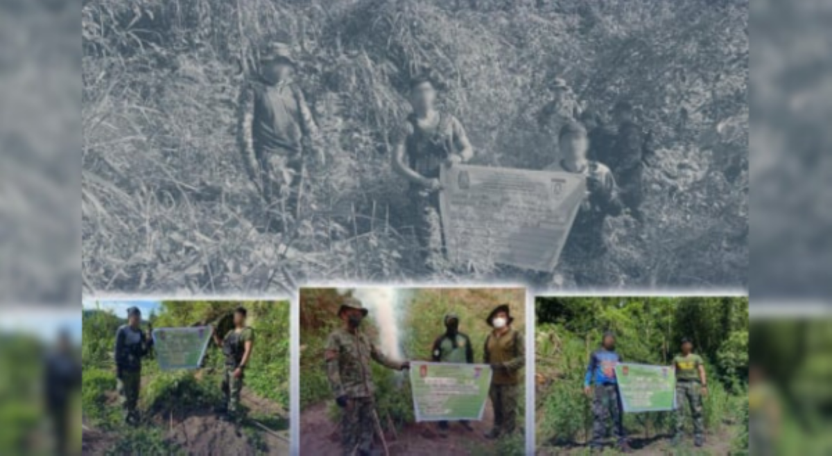 Higit ₱10M halaga ng marijuana, nasabat sa Ilocos Sur