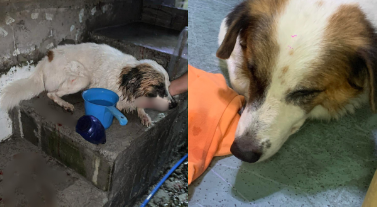 Asong naputulan ng dila sa Valenzuela City, resulta raw ng &lsquo;dog fight&rsquo;