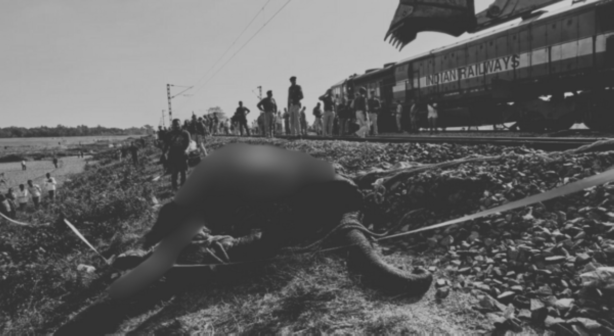 7 elepante, patay sa sagasa ng tren