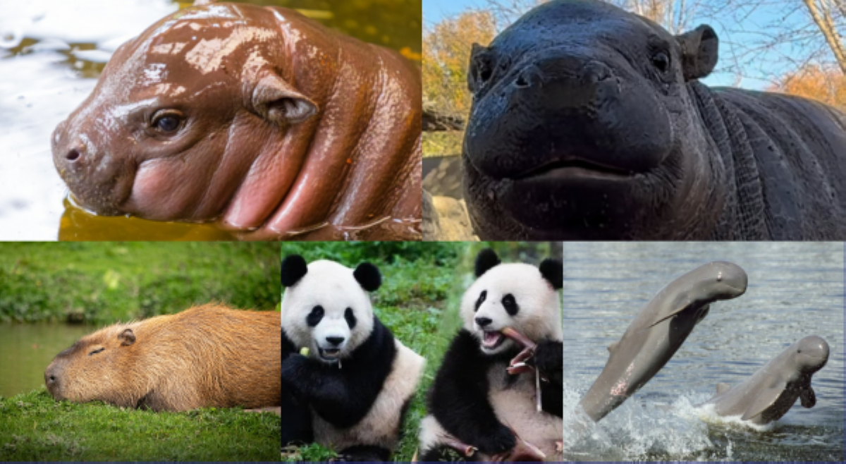 #BALITAnaw: Viral global &ldquo;zoo personalities&rdquo; nitong  2025