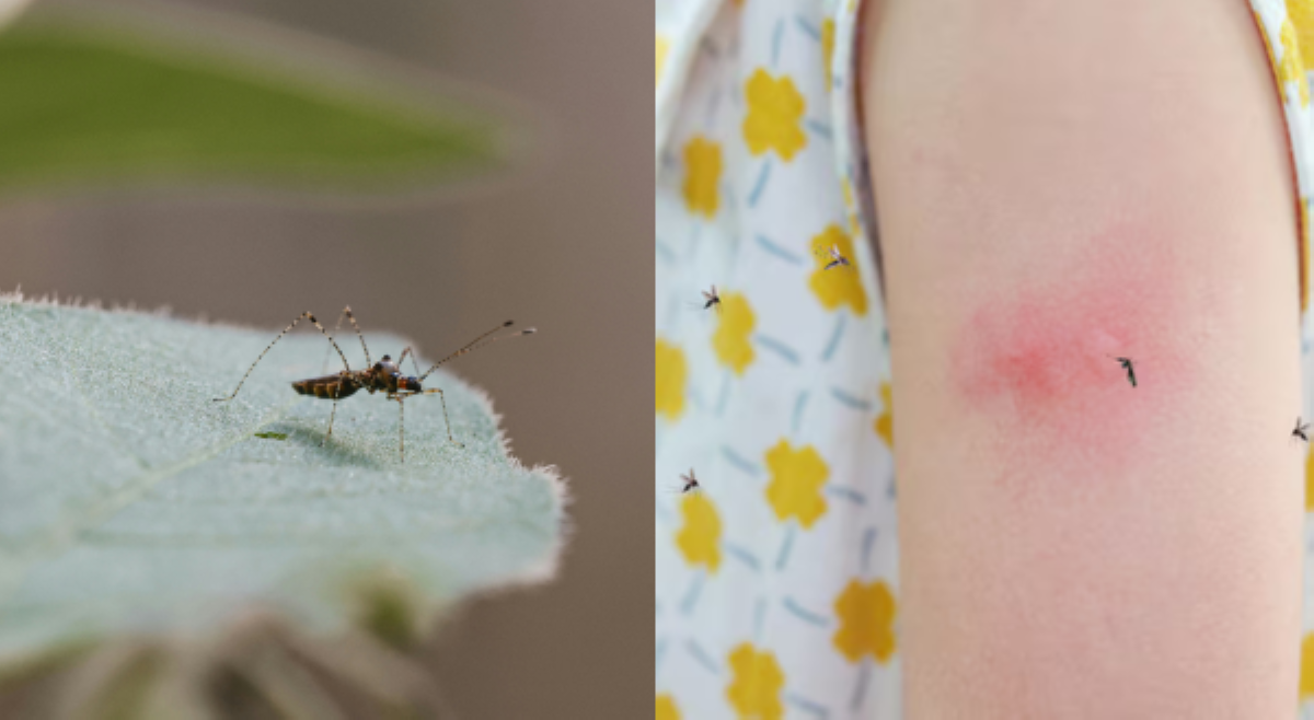 Kaso ng Dengue sa QC, umakyat na sa higit 11k; bilang ng mga nasawi, nasa 48 na!