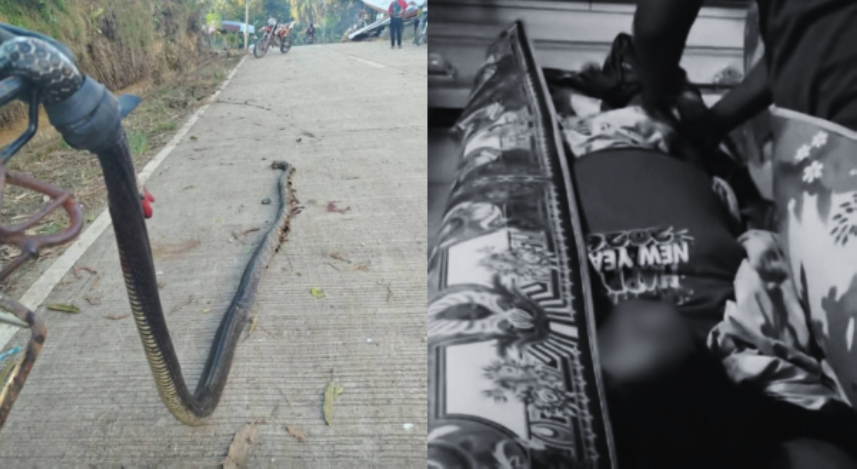 Babaeng naliligo sa ilog, patay sa tuklaw ng King Cobra!