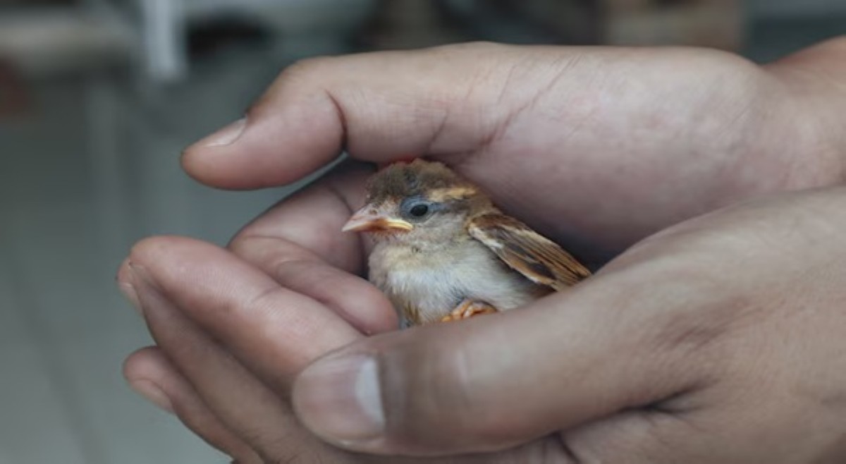 ALAMIN: Mga dapat gawin sa pag-aalaga ng 'birdie' mo