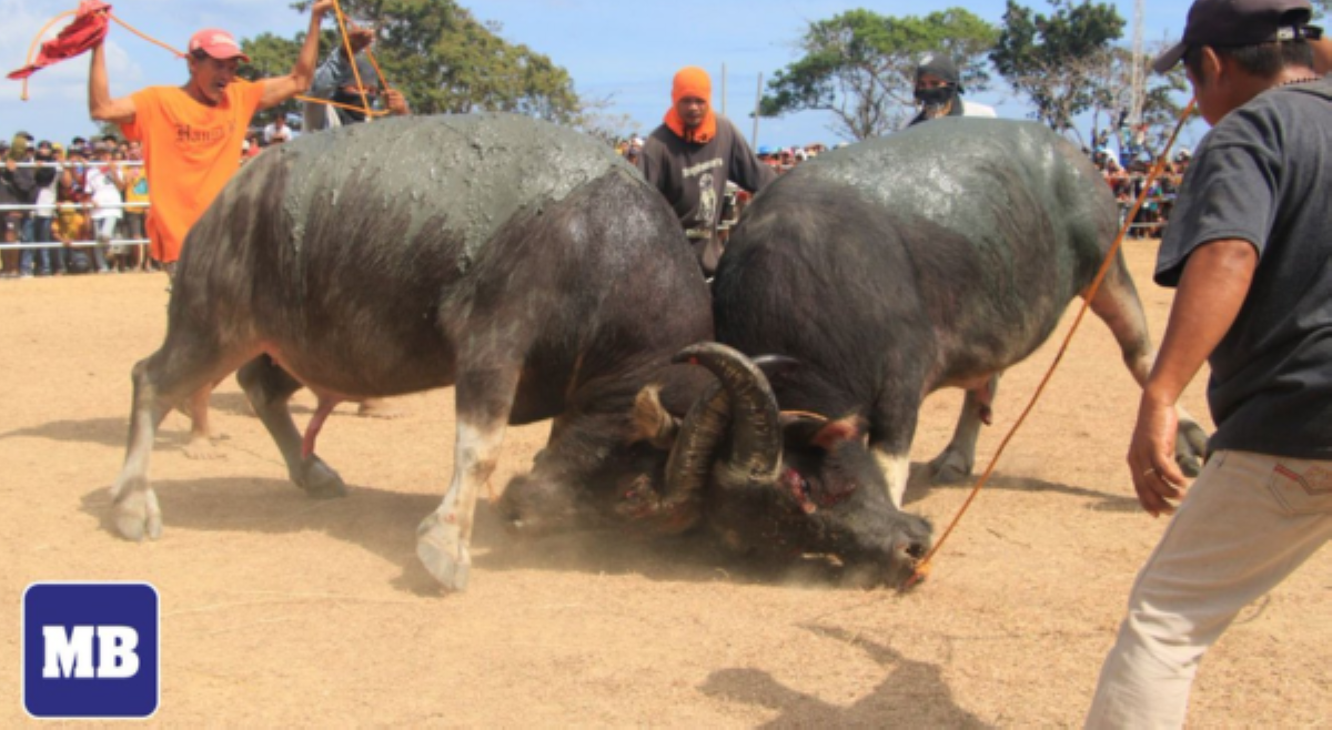 &lsquo;This is not tradition, it's animal cruelty!' AKF, kinondena pagbabalik ng Pasungay Festival