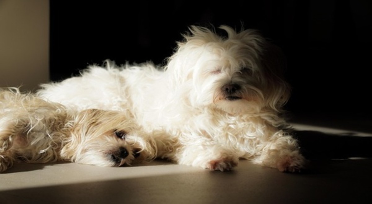Mala-Hachiko: Loyal dog, araw-araw naghihintay sa fur parent na patay na pala!