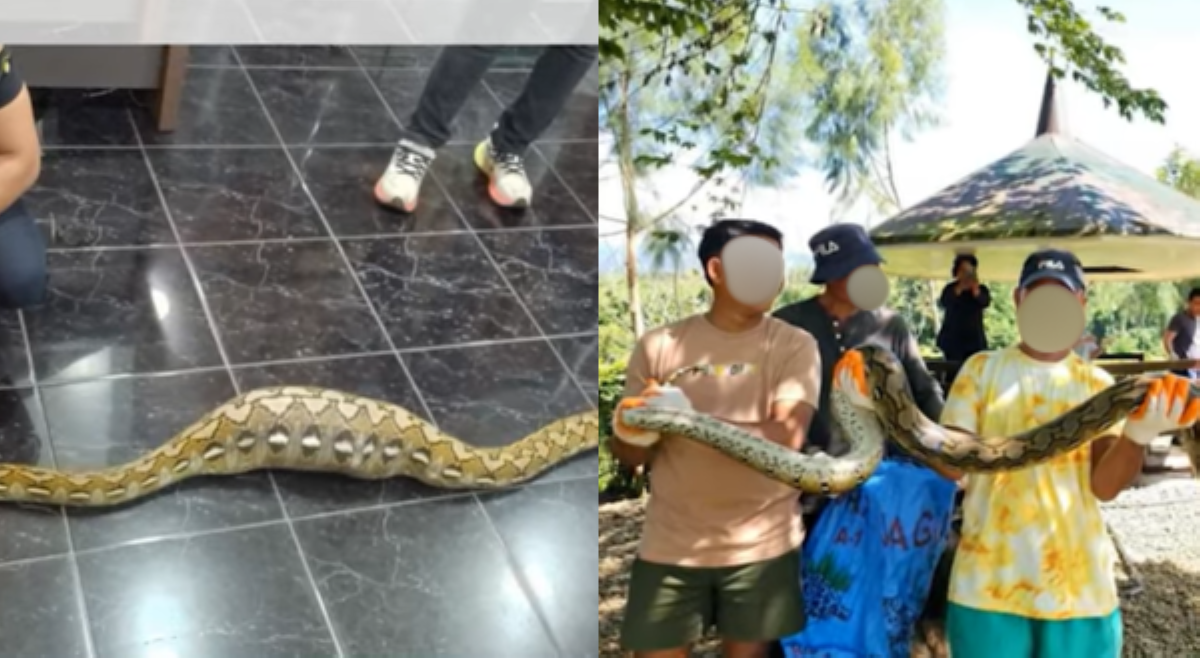 2 dambuhalang sawa, nahuli sa kisame ng magkaibang bahay, 1 sa kanila, nakalunok ng tuta!