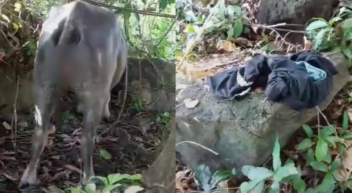 Kalabaw sa Palawan, binembang umano ng binatilyo;  suspek, dati nang nanghalay ng kambing!
