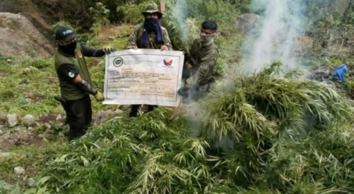 ₱48.9M halaga ng marijuana sa Ilocos Sur, winasak ng PDEA