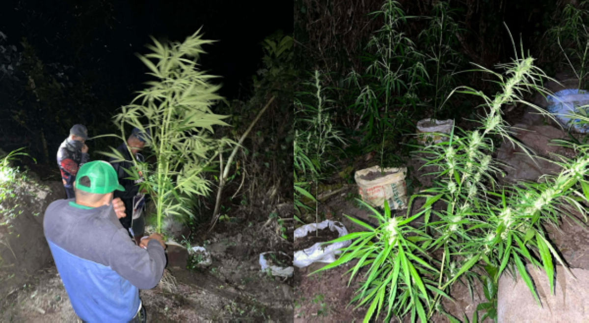 Mga pananim na marijuana, nasibat ng mga awtoridad sa Negros Oriental!