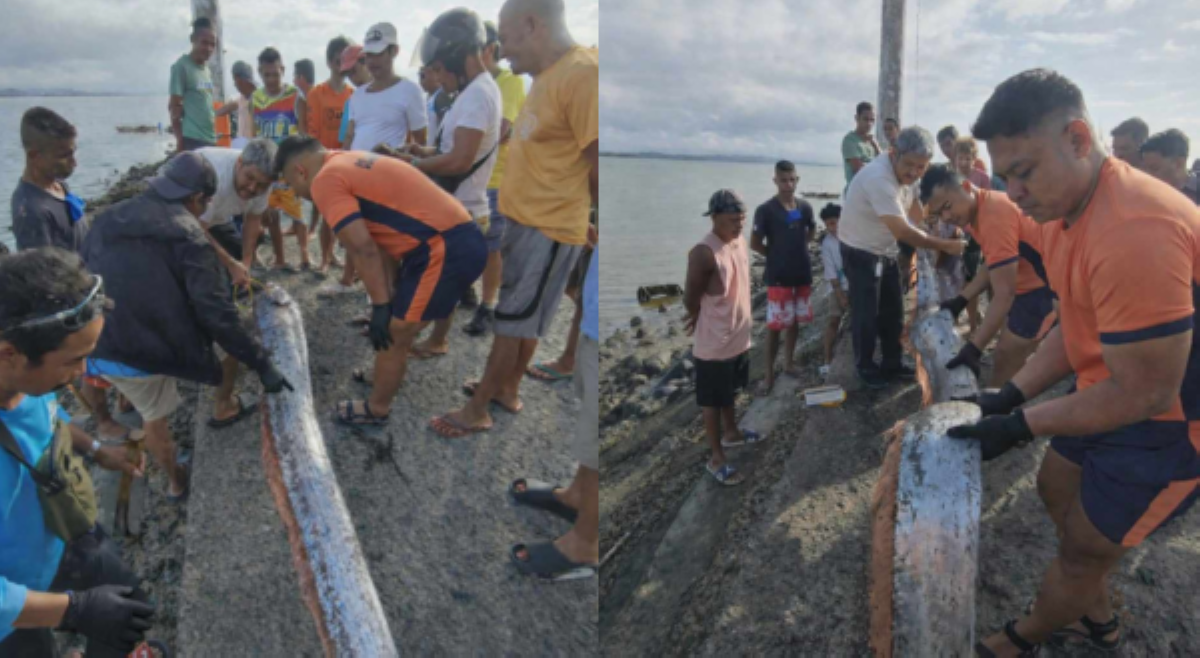 &lsquo;Isa pang pangitain?&rsquo; Dambuhalang oarfish, natagpuan sa dalampasigan ng Guinayangan