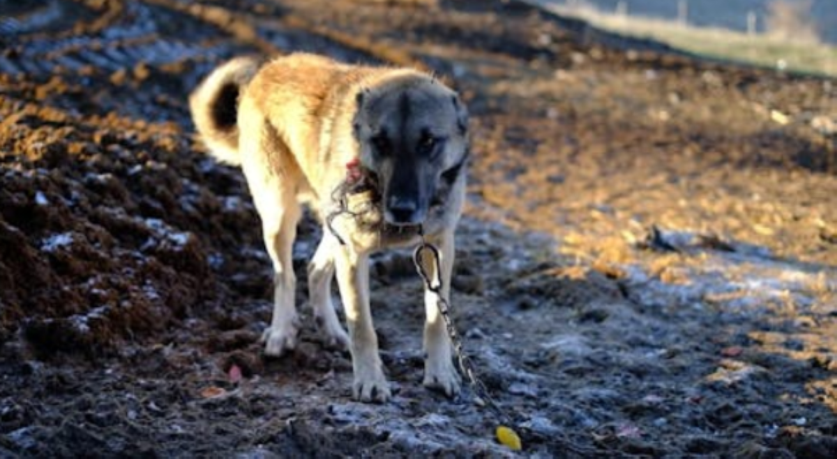ALAMIN: Saan pwedeng lumapit para sa libreng konsultasyon tungkol sa animal cruelty cases?