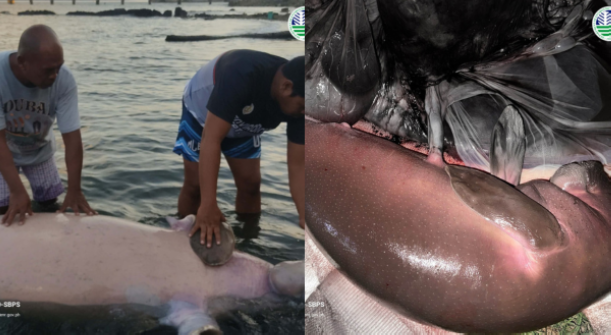Buntis na dugong, natagpuang patay sa dalampasigan ng GenSan