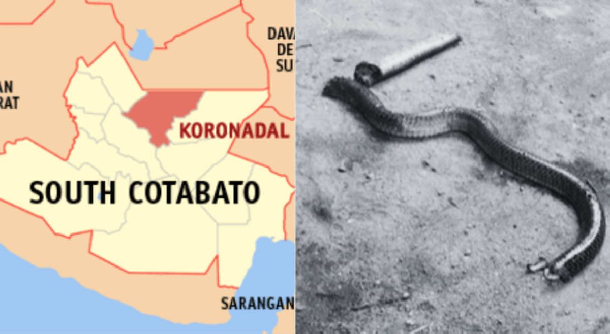 Lalaking umakyat sa puno ng niyog, sinalubong ng tuklaw ng ahas!