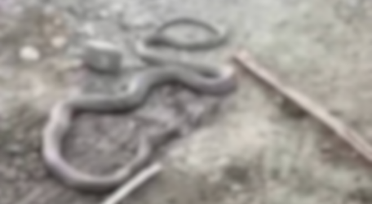 King Cobra na nasagasaan ng pick-up truck, pinatay at inulam ng ilang residente