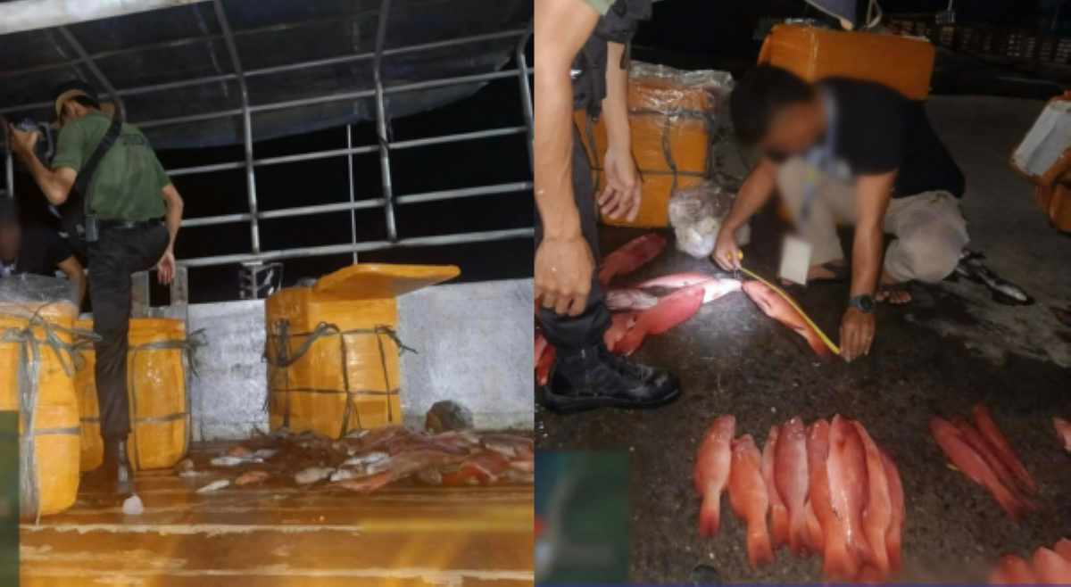 Mga isdang kabilang sa &lsquo;regulated and threatened species,&rsquo; nasabat sa Palawan