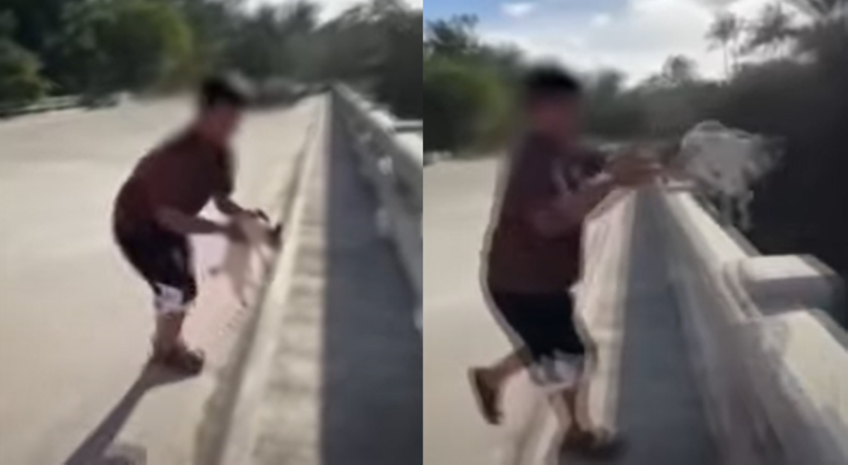 Pusang buntis na inakalang patay na, itinapon sa tulay!