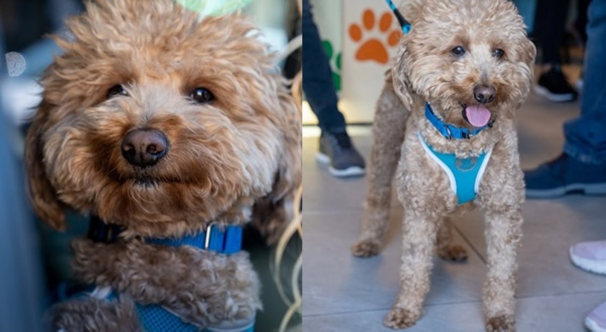Pet dog, inabandona sa airport ng fur parent; dumurog sa puso ng netizens