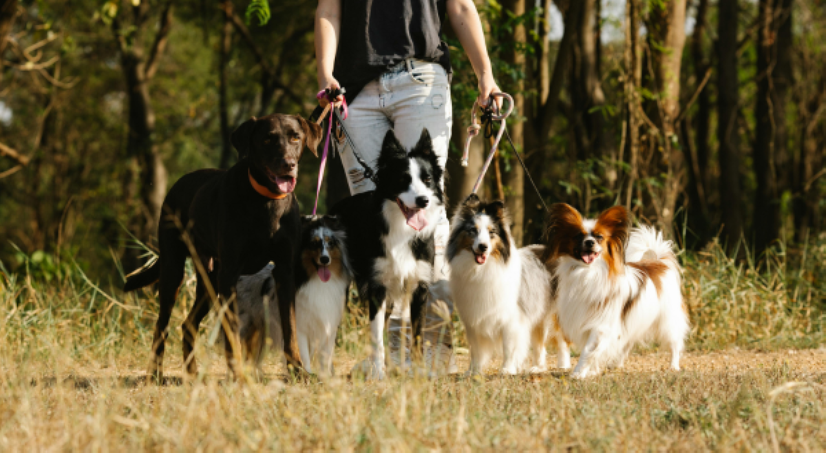 ALAMIN: &lsquo;Pet etiquette&rsquo; tuwing ilalabas for walking ang fur baby