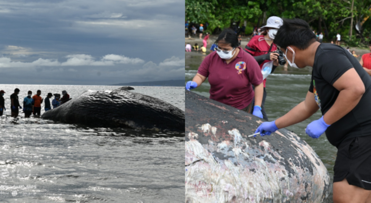 12-metrong sperm whale, natagpuang patay sa Sarangani