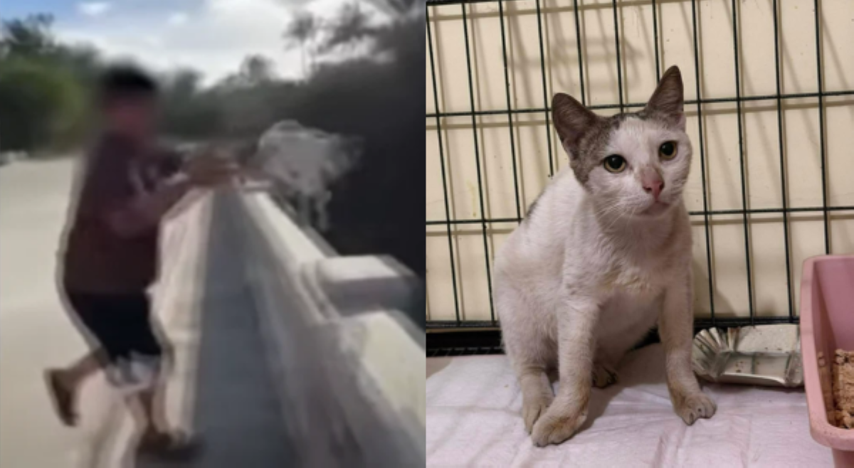 Viral na pusang inihagis sa tulay, ligtas na at hindi buntis!