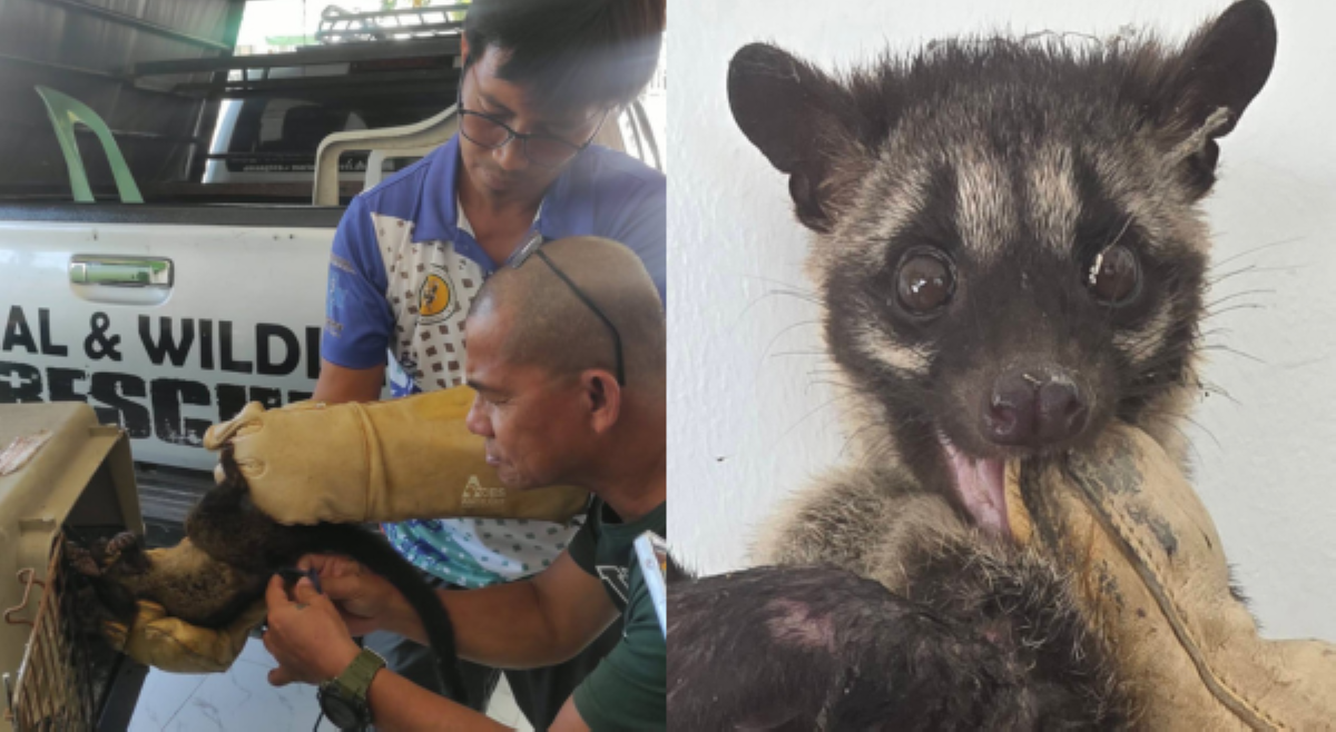 #BalitaExclusives: Isang &lsquo;protected species,&rsquo; nasagip bago maging pulutan!