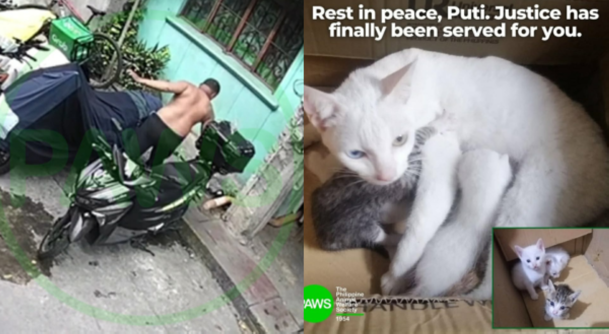 Lalaking humambalos at pumatay sa isang pusa, guilty sa kasong 'Animal Cruelty'