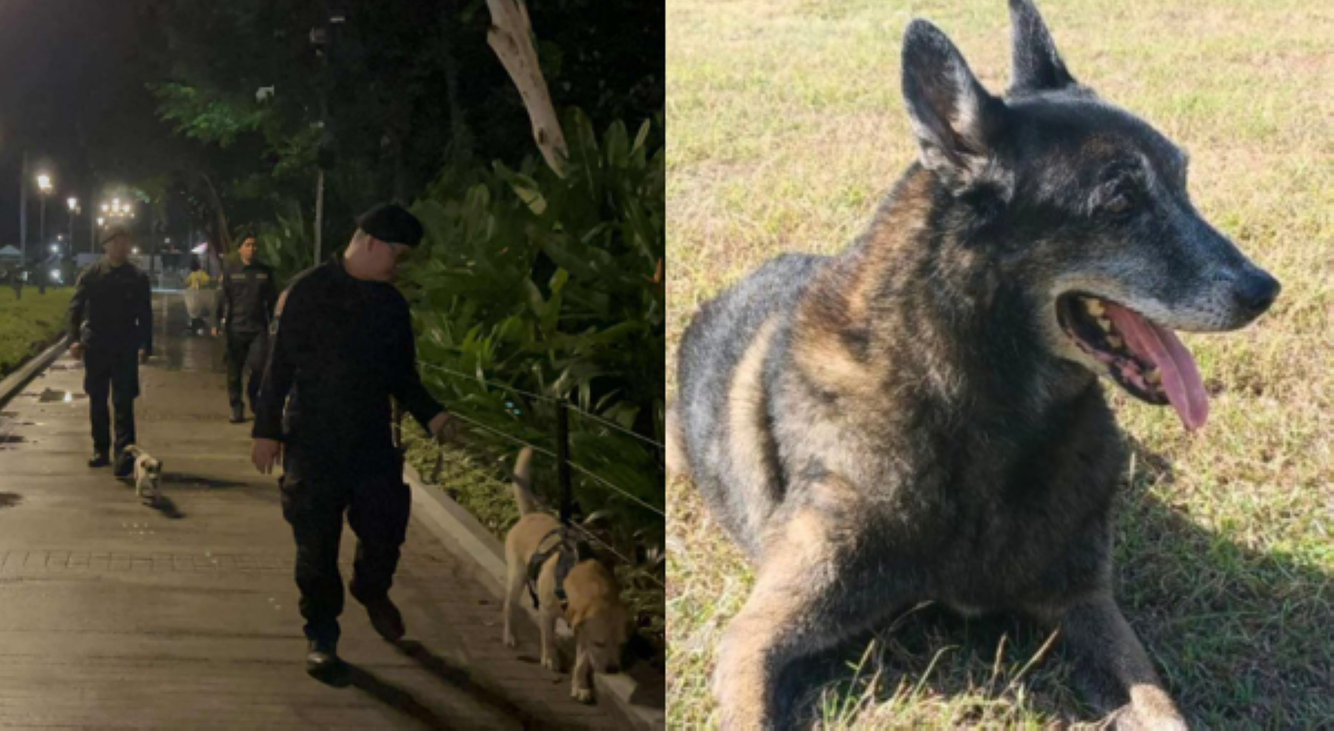 Retired PNP service dogs, &lsquo;ready for adoption&rsquo; matapos ilang taong serbisyo
