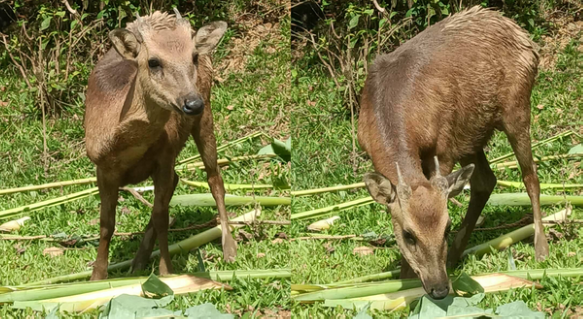 Philippine deer, muling namataan sa Marinduque!
