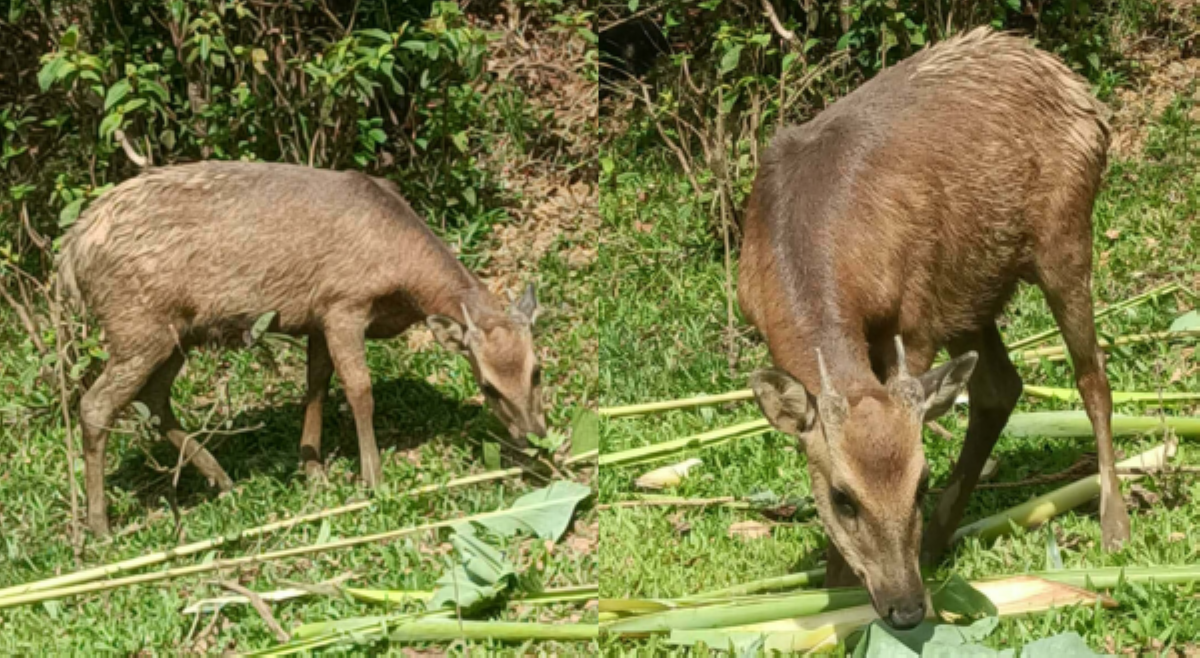 DENR, nanawagang huwag saktan, patayin 'Philippine deer' na namataan sa Marinduque