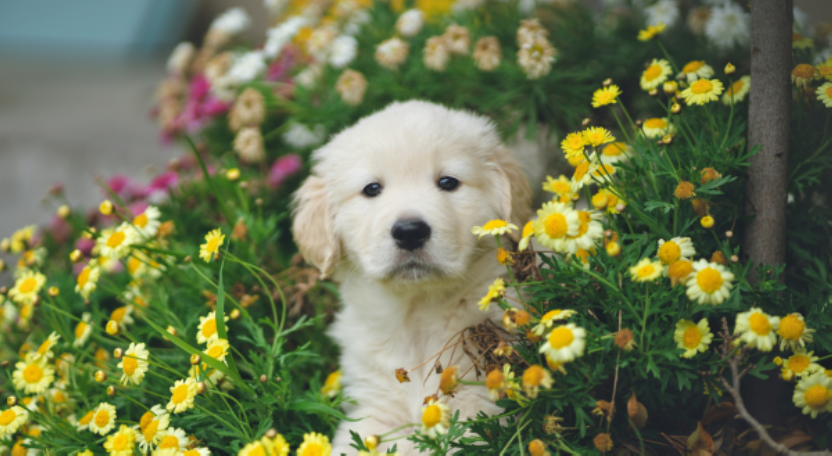 ALAMIN: Mga dapat malaman ng &lsquo;first time&rsquo; fur parents sa pag-aalaga ng puppies