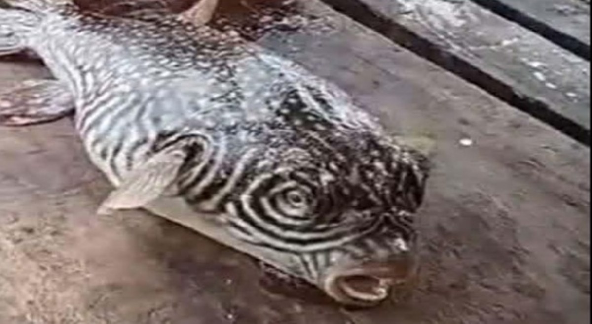 Tatlo katao, patay matapos kumain ng butete!