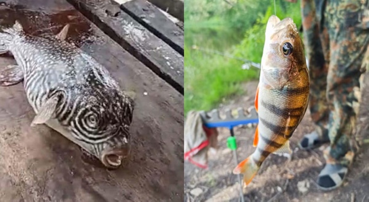 Ligtas bang kainin ang butete at goby fish kahit nalinisan na?