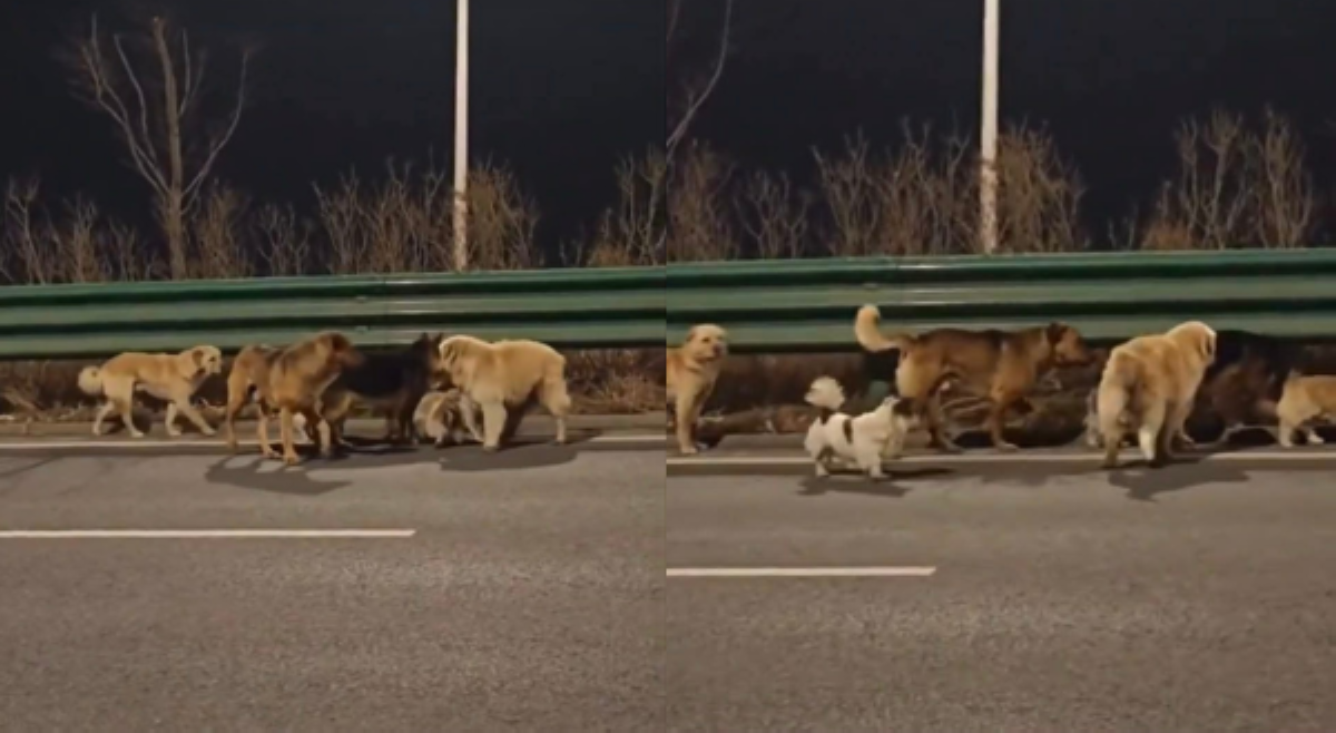 7 asong dinukot, ligtas na nakauwi matapos maglakad ng 17 km!
