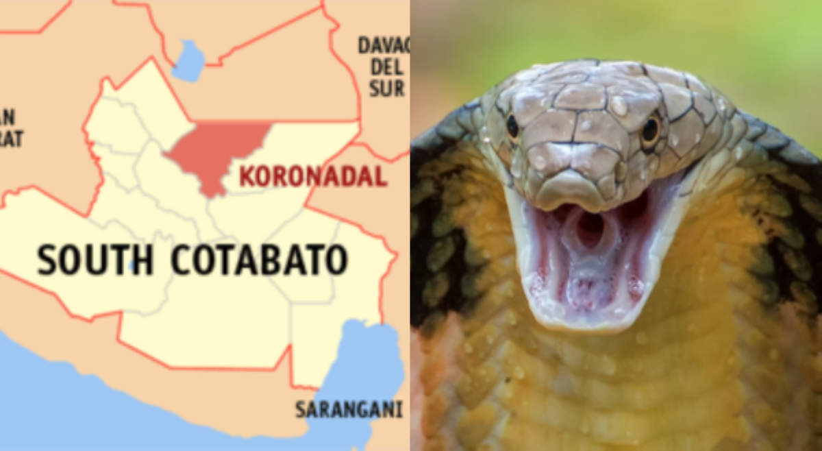 Atletang lalaban sana sa regional competition, tinuklaw ng cobrang nakapasok sa bag niya!