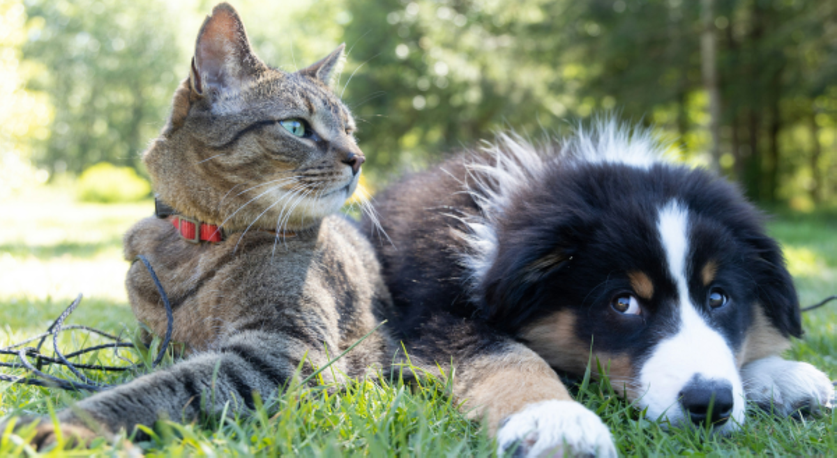 ALAMIN: Paano mapapanatiling ligtas ang fur babies mula sa heat stroke?